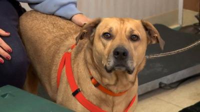 The Incredible Dr. Pol