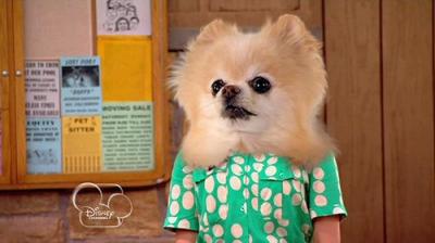 Dog with a Blog