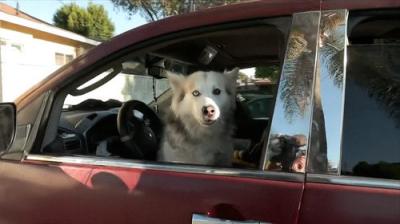 On Patrol: Live