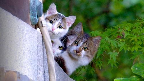 A Cat's-Eye View of Japan filmas žiurėti online