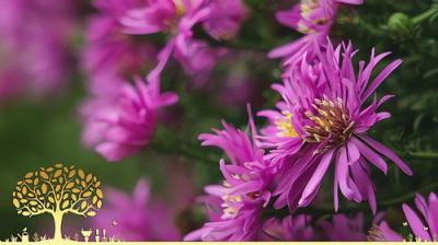Gardeners' World