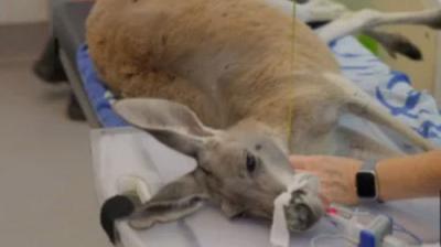 Taronga: Who's Who In The Zoo