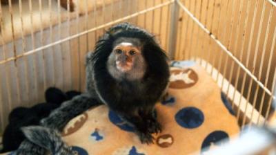 Dr. K's Exotic Animal ER