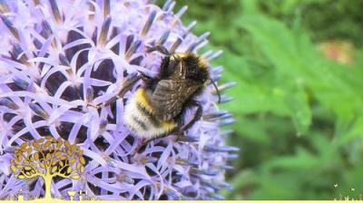 Gardeners' World