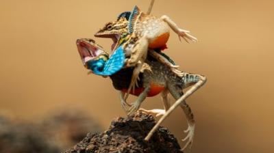 Septyni pasauliai, viena planeta