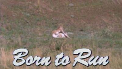 Marty Stouffer's Wild America