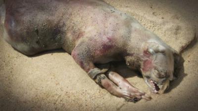 Mysteries Unearthed with Danny Trejo