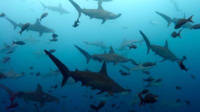 Our Living World