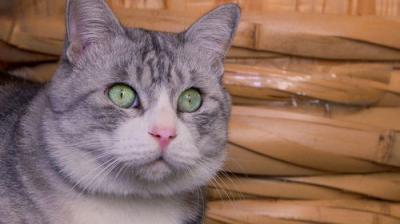 A Cat's-Eye View of Japan