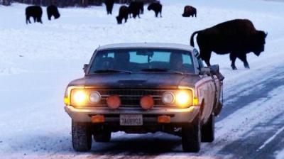 Roadkill