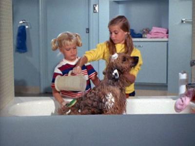 The Brady Bunch