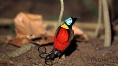Natural World