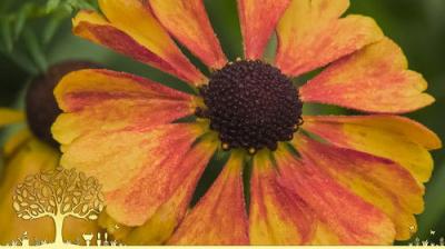 Gardeners' World