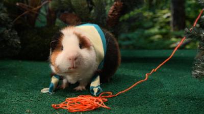Cochon dingue