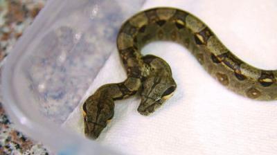 Dr. K's Exotic Animal ER