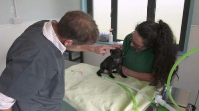 The Yorkshire Vet