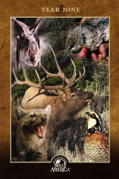 Marty Stouffer's Wild America filmas online