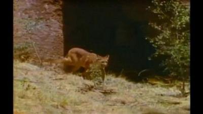 Mutual of Omaha's Wild Kingdom