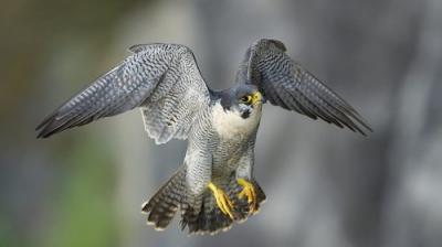 Springwatch