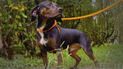 Pit Bulls and Parolees