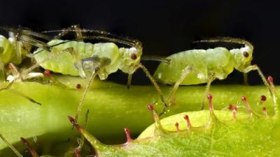 David Attenborough's Natural Curiosities
