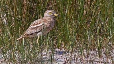 Springwatch