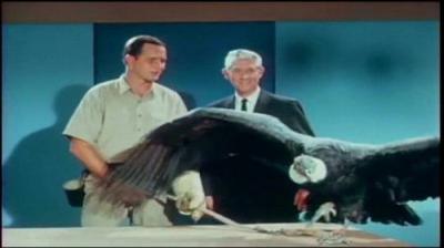 Mutual of Omaha's Wild Kingdom