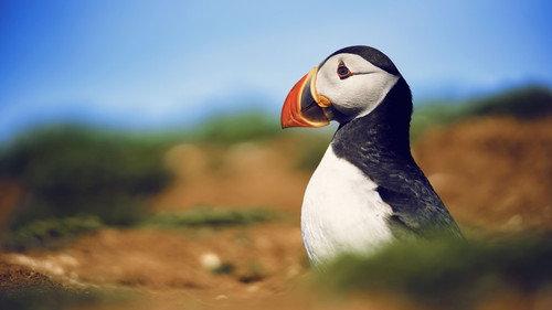 Wild Isles filmas žiurėti online