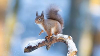 Winterwatch