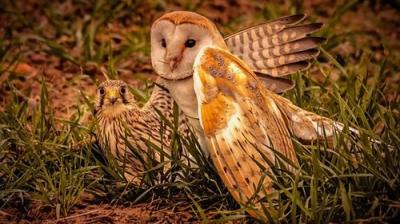 Springwatch