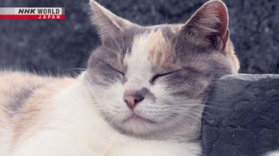 A Cat's-Eye View of Japan