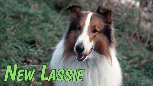The New Lassie filmas žiurėti online