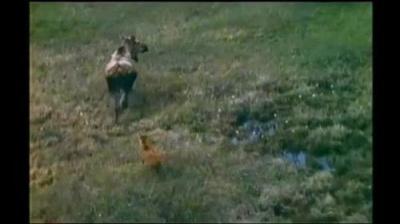 Mutual of Omaha's Wild Kingdom
