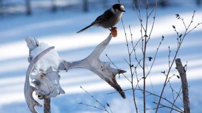 Life Below Zero