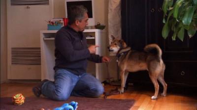 Dog Whisperer