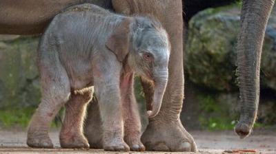 The Secret Life of the Zoo
