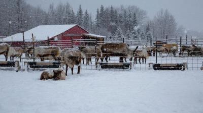 Dr. Oakley, Yukon Vet