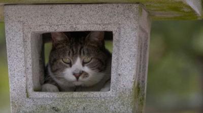A Cat's-Eye View of Japan