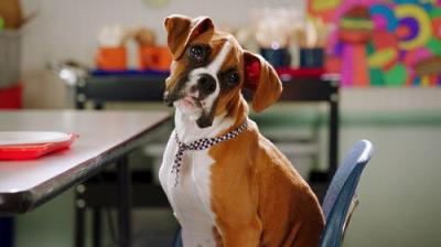 Pup Academy