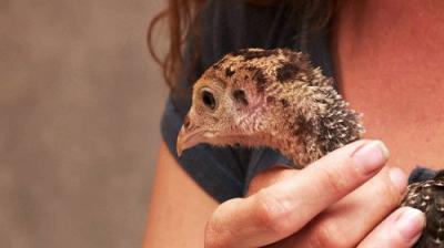 The Incredible Dr. Pol