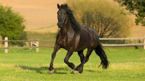 The Adventures of Black Beauty filmas žiurėti online