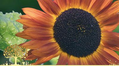 Gardeners' World