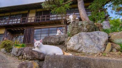 A Cat's-Eye View of Japan