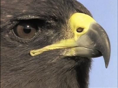 The Life of Birds