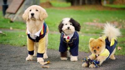 Pup Academy