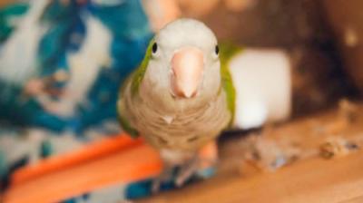 Contraband: Seized at the Border