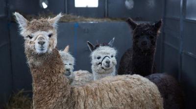 The Incredible Dr. Pol