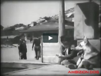 The Adventures of Rin Tin Tin