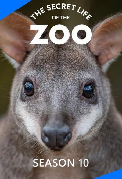 The Secret Life of the Zoo filmas online