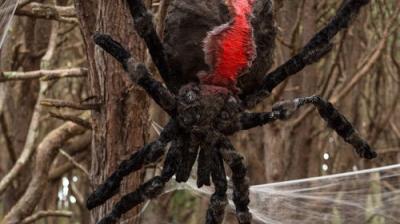 The Brokenwood Mysteries